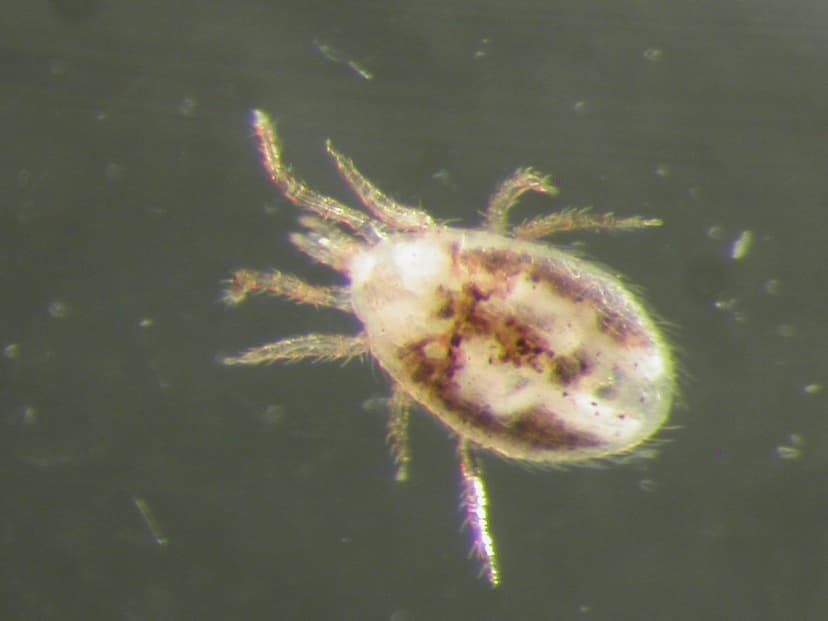 جنس اورنیتونیسوس