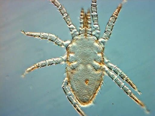 جنس اورنیتونیسوس