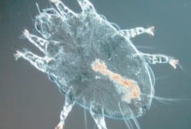 جنس اورنیتونیسوس