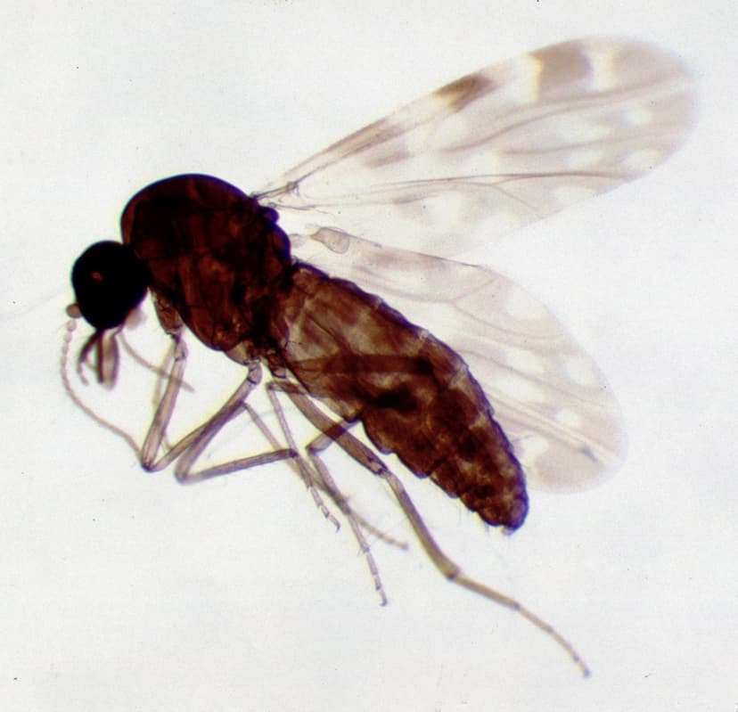 کولیکوئیدسها