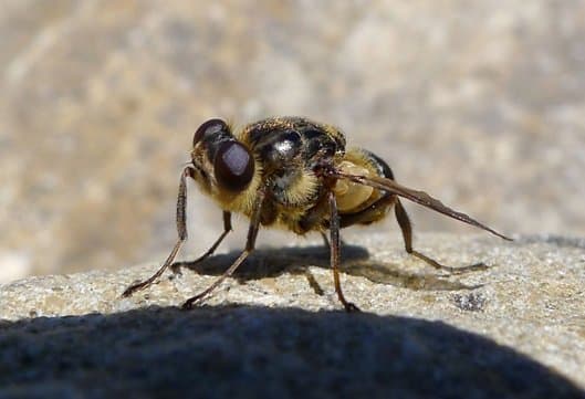 استریده-هیپودرما بوویس