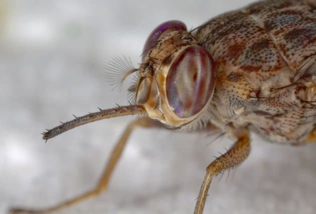 مگس تسه تسه-گلوسینا