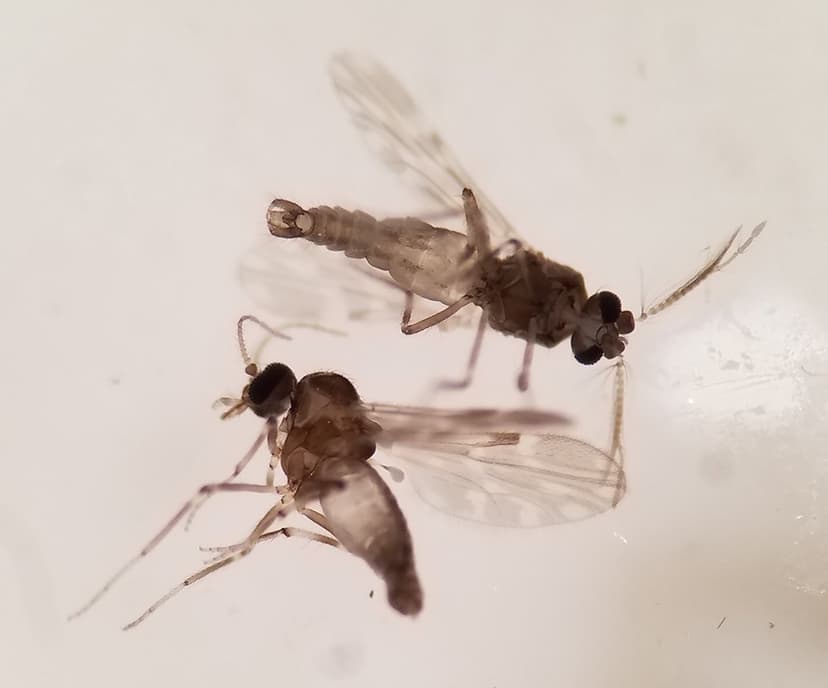 کولیکوئیدسها