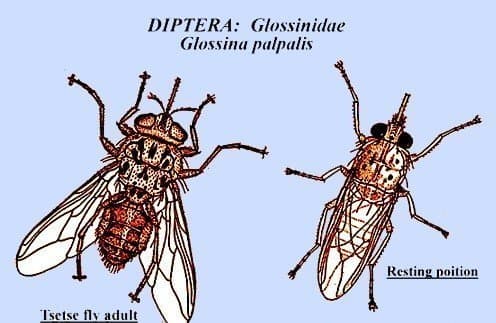 مگس تسه تسه-گلوسینا