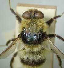 استریده-هیپودرما بوویس