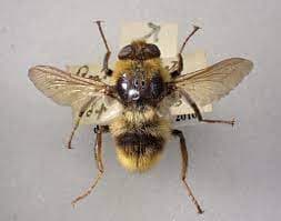 استریده-هیپودرما بوویس