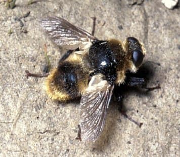 استریده-هیپودرما بوویس