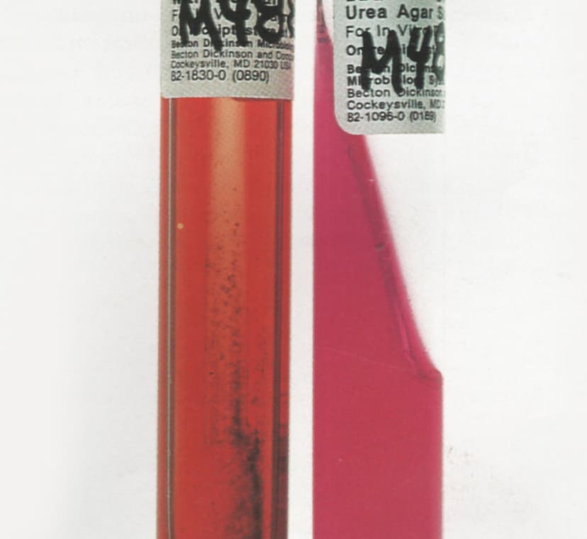 شناسایی گونههای بروسلا توسط تستهای نیترات و اوره