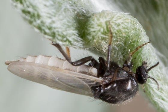 لپتوکونوپس