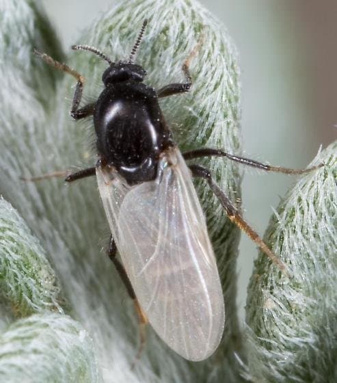 لپتوکونوپس