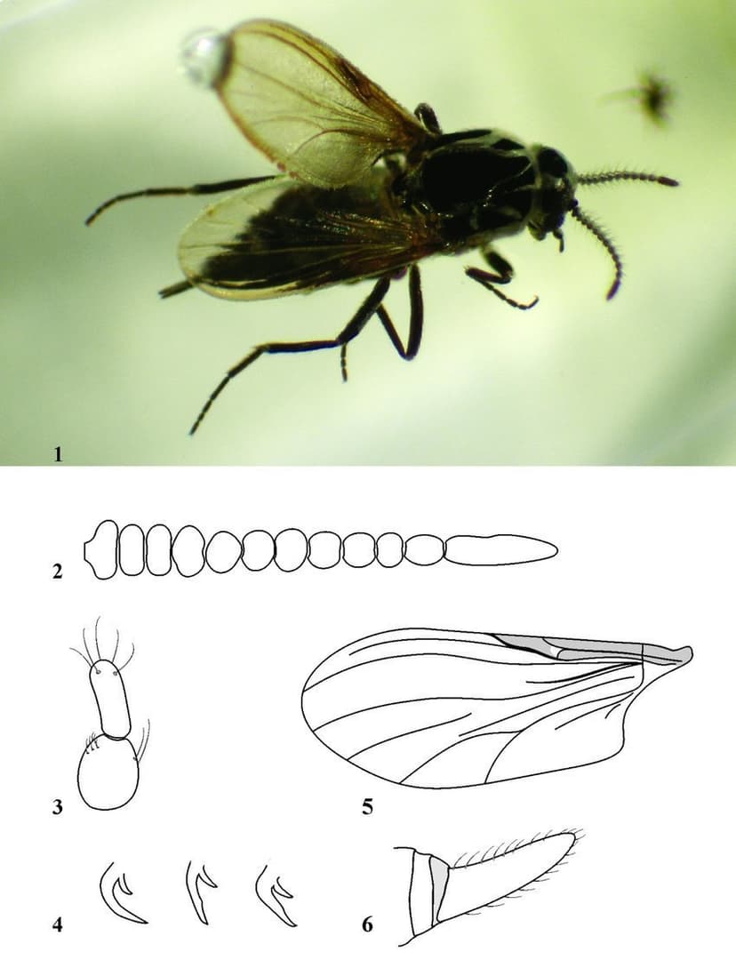 لپتوکونوپس