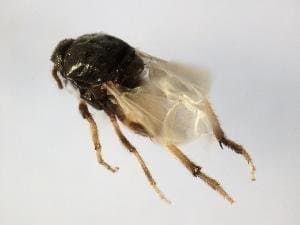 لپتوکونوپس