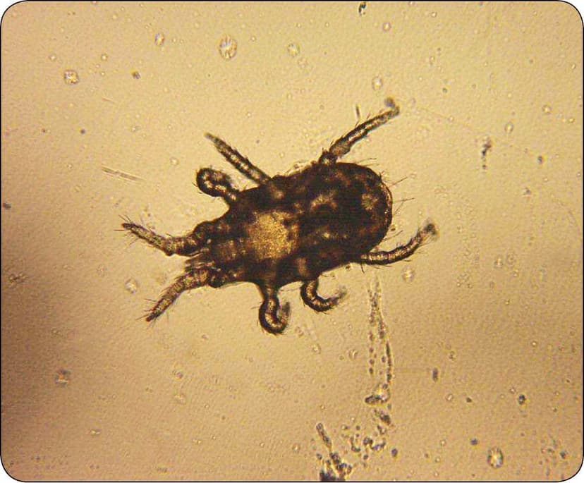 جنس اورنیتونیسوس