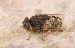 استروس اویس(مگس گوسفند)