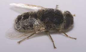 استروس اویس(مگس گوسفند)