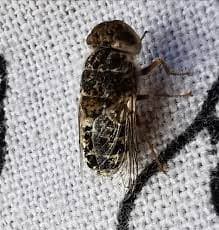 استروس اویس(مگس گوسفند)