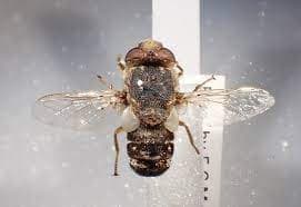 استروس اویس(مگس گوسفند)