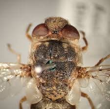 استروس اویس(مگس گوسفند)