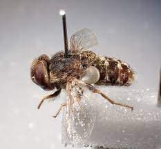 استروس اویس(مگس گوسفند)