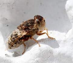 استروس اویس(مگس گوسفند)