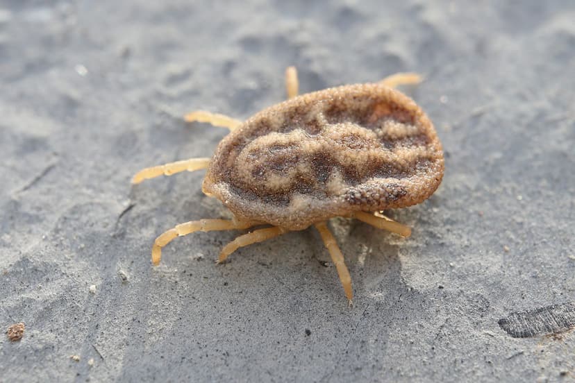 جنس اورنیتونیسوس