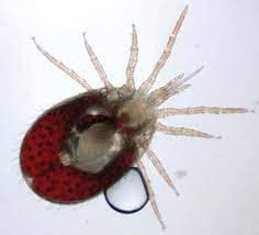 جنس اورنیتونیسوس