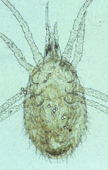 جنس اورنیتونیسوس