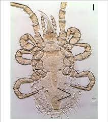 جنس اورنیتونیسوس