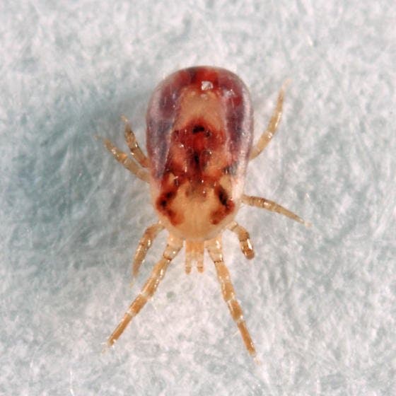 جنس اورنیتونیسوس