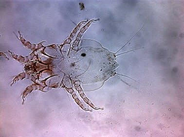 جنس اورنیتونیسوس