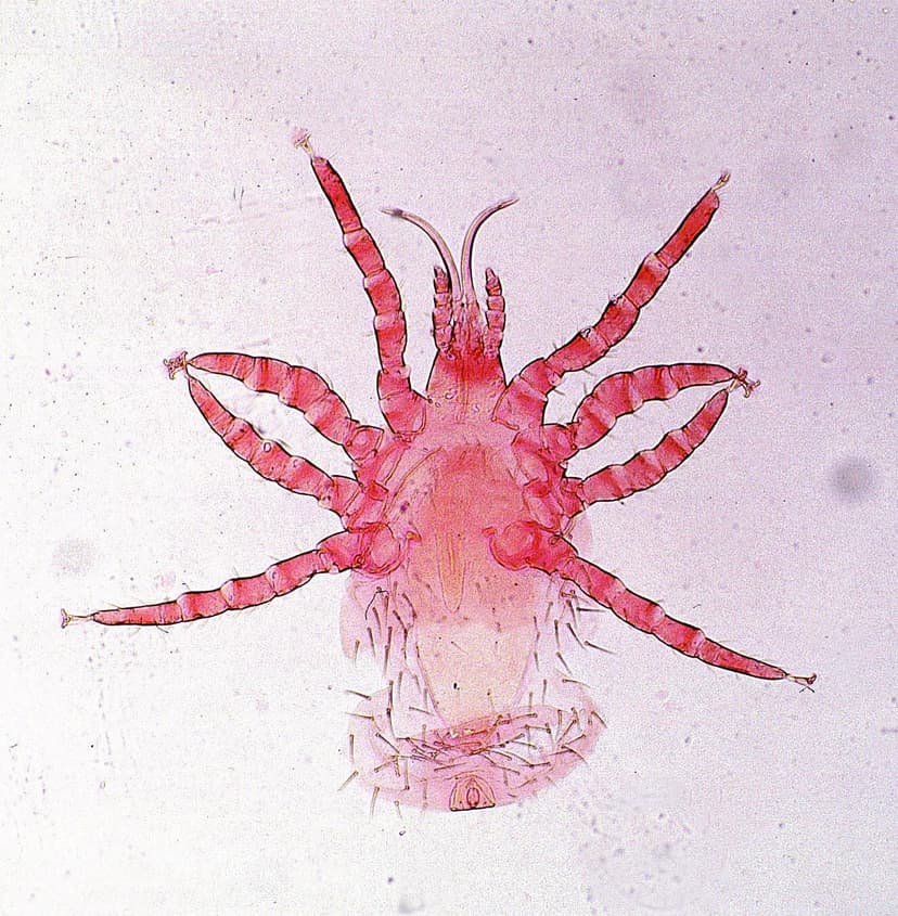 جنس اورنیتونیسوس