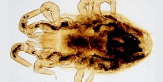 جنس اورنیتونیسوس