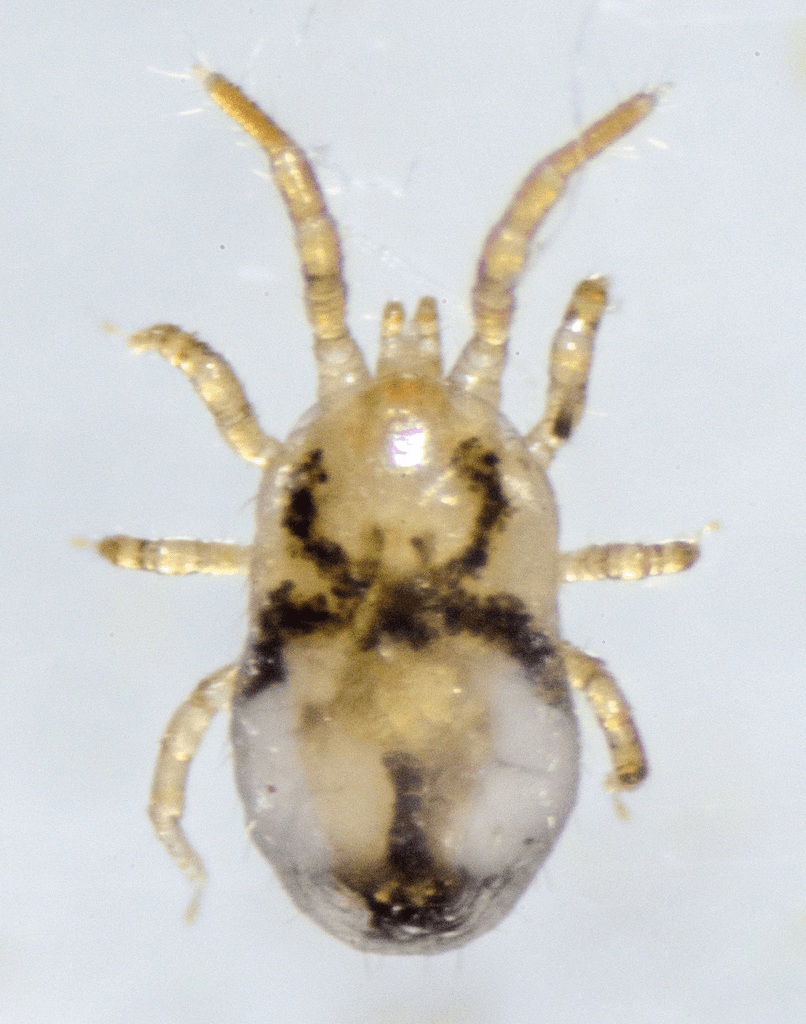 جنس اورنیتونیسوس