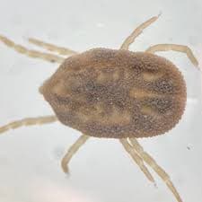 جنس اورنیتونیسوس