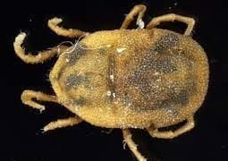 جنس اورنیتونیسوس