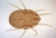 جنس اورنیتونیسوس