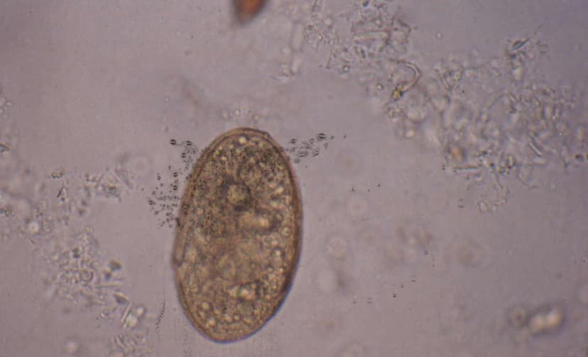 پاراگونیموس وسترمانی