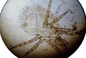 جنس اورنیتونیسوس