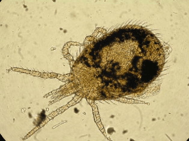 جنس اورنیتونیسوس