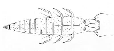 سایر سوسکهای تاول زا