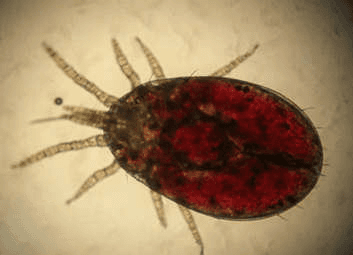 جنس اورنیتونیسوس