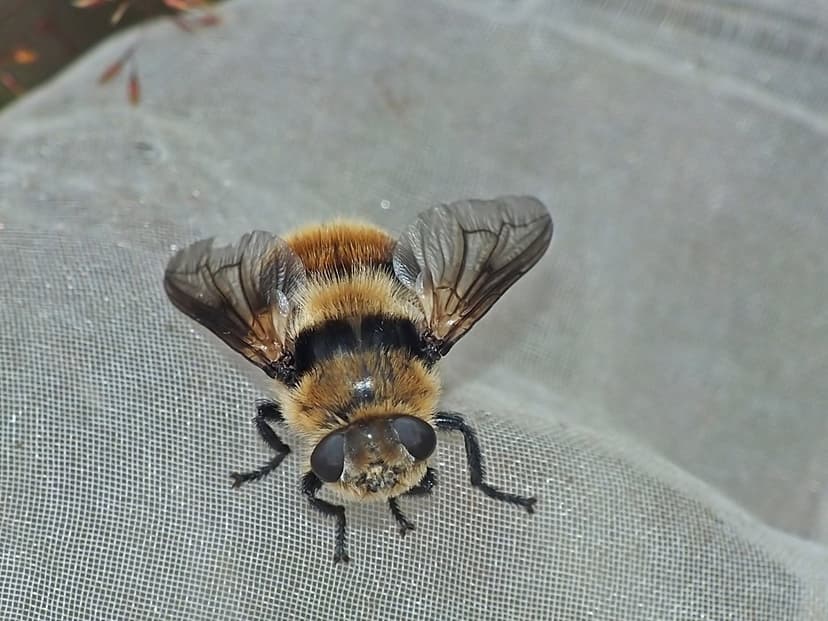 استریده-هیپودرما بوویس