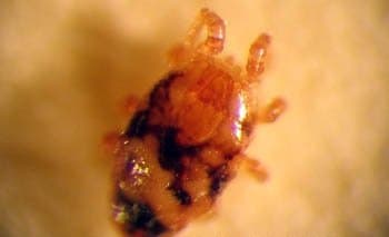 جنس اورنیتونیسوس