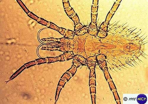 جنس اورنیتونیسوس