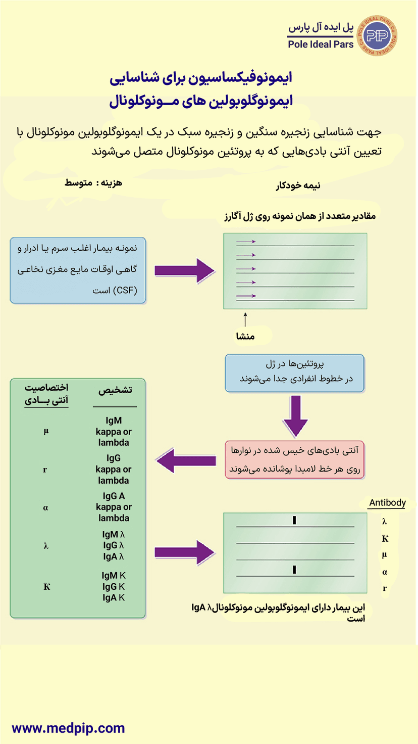 ایمونوفیکساسیون برای شناسایی ایمونوگلوبولینهای مونوکلونال